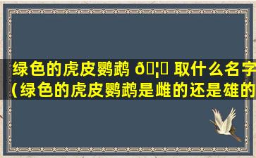 绿色的虎皮鹦鹉 🦅 取什么名字（绿色的虎皮鹦鹉是雌的还是雄的）